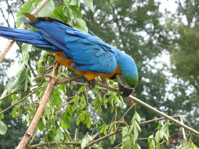 2011-08-14 stuif-in Kralingsebos